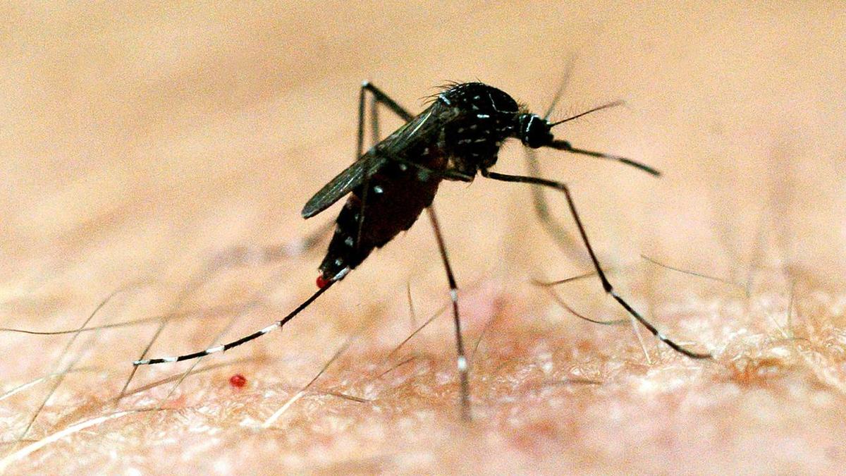 Japanese encephalitis: Health alert as mosquito virus spreads in three states