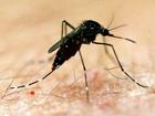 A deadly virus, transmitted by mosquitoes, has infected people across three states. (Dave Hunt/AAP PHOTOS)