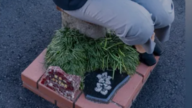 The world’s smallest park in Nagaizumi, Japan. 