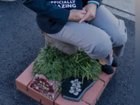 The world’s smallest park in Nagaizumi, Japan. 