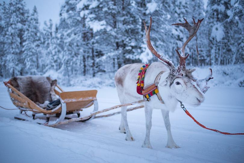 A reindeer at Torassieppi Reindeer Farm, Lapland, Finland. 