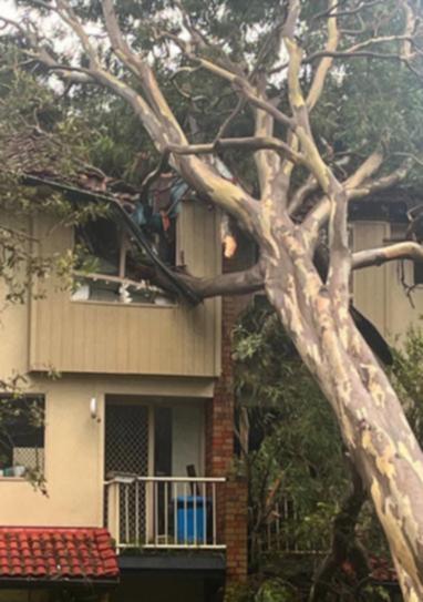 A tree has destroyed a Gold Coast home after ex-trpical cyclone Alfred triggered wild weather. (Renata Brunton/AAP PHOTOS)