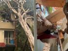 A tree has destroyed a Gold Coast home after ex-trpical cyclone Alfred triggered wild weather. (Renata Brunton/AAP PHOTOS)