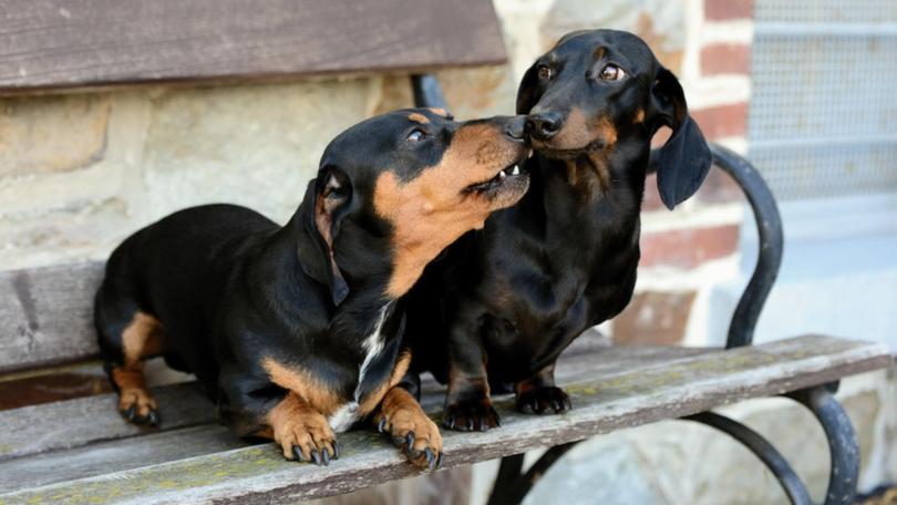 The woman had been partially eaten by her sausage dogs. (File image)