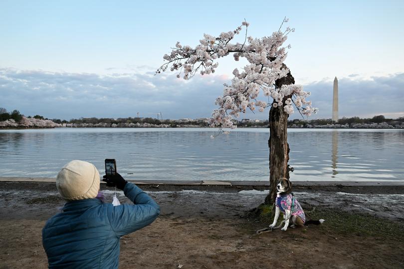 Tamara McNealy takes a photo of her dog, Darby, next to the cherry tree nicknamed "Stumpy," in March 2024. 