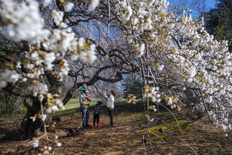 Ben Madden and Jenny Marron take photos with their children Caleb, 2, and Lucas, 6, beneath the cherry blossoms at the National Arboretum in 2021. 