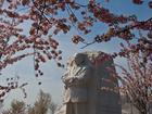 The Martin Luther King Jr. Memorial is framed by cherry blossoms on March 22, 2012. 