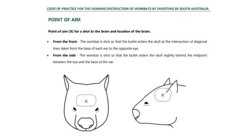 ‘Point of aim’ standard illustration from the Code Of Practice For The Humane Destruction Of Wombats By Shooting.