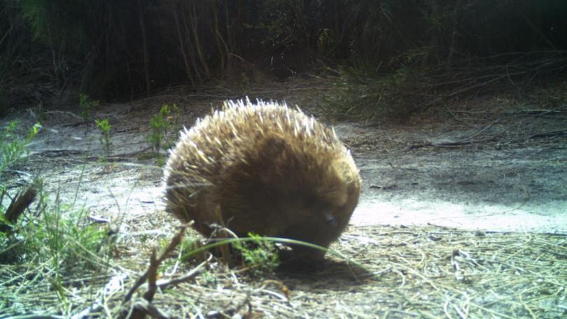 An echidna sighting has raised hopes of an island ecosystem recovering from a devastating bushfire.