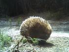 An echidna sighting has raised hopes of an island ecosystem recovering from a devastating bushfire.