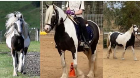 Rosie the disability support horse has been stolen.