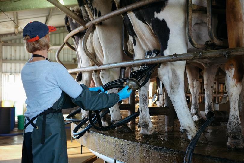 The dairy industry is screaming for help.