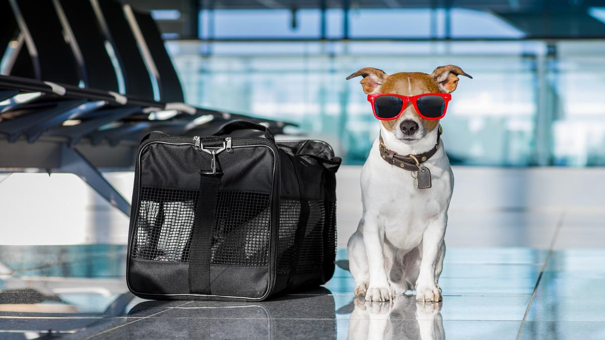 Pet Carrier Virgin Pet Transport Virgin Australia Bringing Small