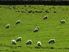 A sheep in England has joined the list of mammals known to have been infected with H5N1 bird flu.