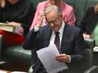 From giant pandas to yellow crazy ants, here are five random snippets you may have missed in the Albanese Government’s latest Budget.
