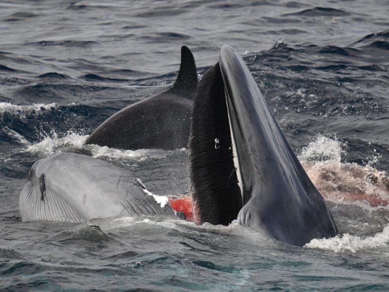 Over 50 orcas hunted a lone yearling blue whale on Monday in an organised and chaotic attack off the shores of Bremer Bay. 