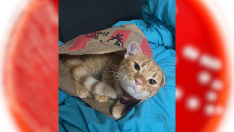 Milo, a two-year-old cat, faces a challenging diagnosis of melioidosis.
