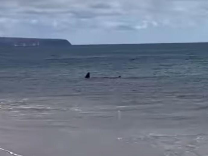 ‘Bruce’ has been spotted again near Normanville.