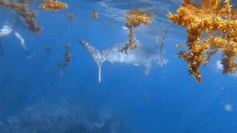 A huge tiger shark approached two WA divers when they were spearfishing of the coast of Red Bluff.