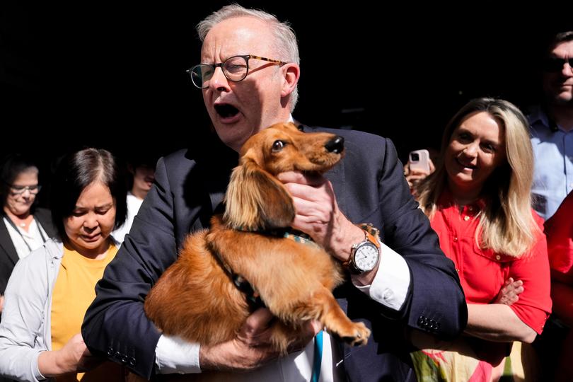 Australian Prime Minister Anthony Albanese holds a member of the public's dog during a visit Sunnybank Market Square in the electorate of Moreton on April 29.