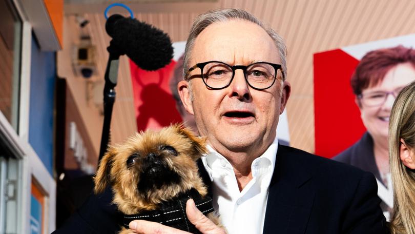 Anthony Albanese holds someone's pet dog during a visit to Rooke Street Mall on May 02, 2025.
