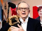 Anthony Albanese holds someone's pet dog during a visit to Rooke Street Mall on May 02, 2025.