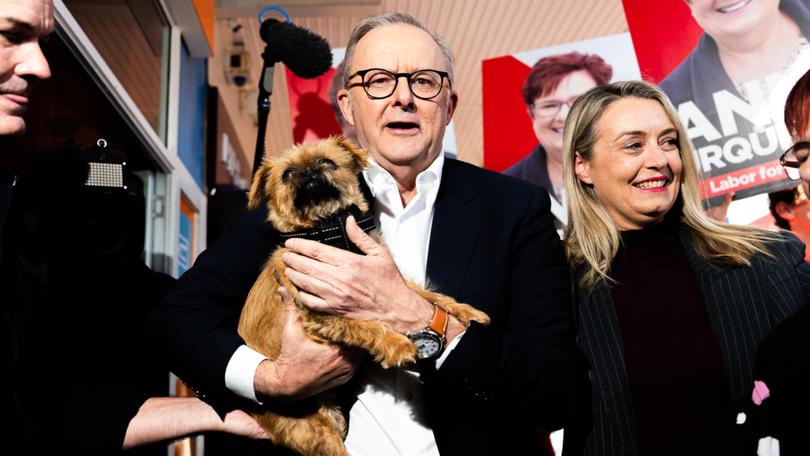 Australian Prime Minister Anthony Albanese holds someone's pet dog during a to visit to Rooke Street Mall shopping area on May 02, 2025 in Devonport, Australia. 
