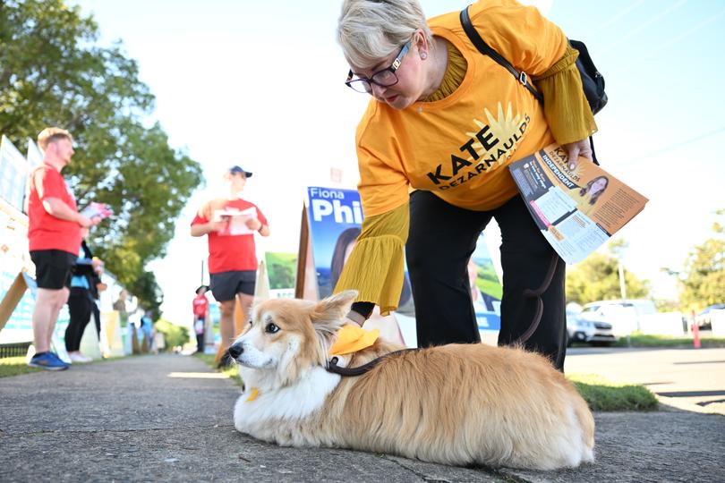 Archie the dog sits outside a polling station in the seat of Gilmore in Bomaderry.