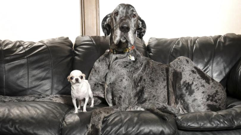 Despite their size differences, world record holders Pearl and Reginald got along famously.