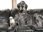 Despite their size differences, world record holders Pearl and Reginald got along famously.