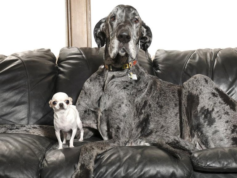 Despite their size differences, world record holders Pearl and Reginald got along famously.
