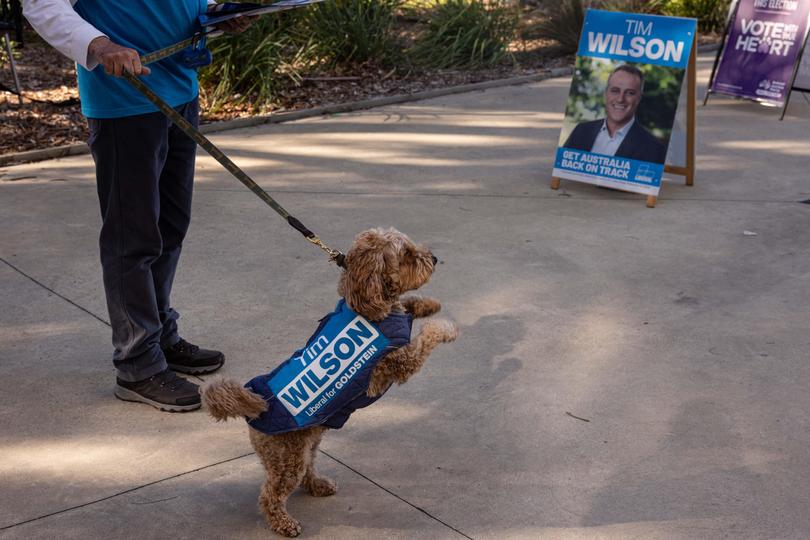 A dog is seen outside a polling booth in the electorate of Goldstein on Election Day in Melbourne, Saturday, May 3, 2025. 