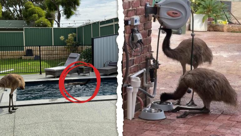 Emu adventure