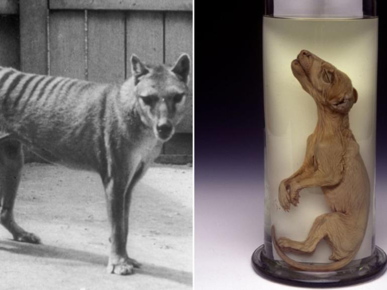 A team of scientists at Melbourne University is working with a US biotech and genetic engineering company to bring back the extinct Tasmanian tiger.