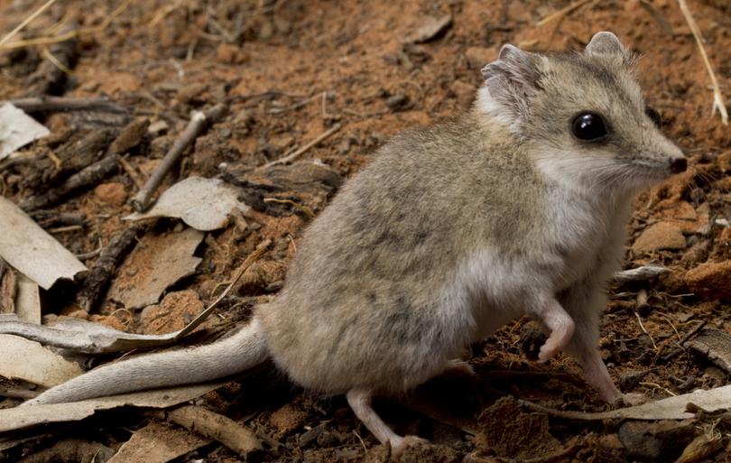 The fat-tailed dunnart.