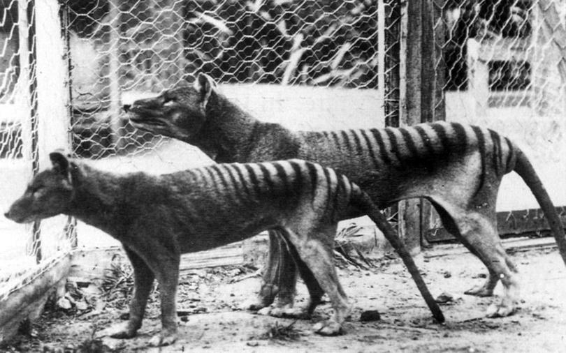 Tasmanian Tigers in Hobart Zoo in 1933.