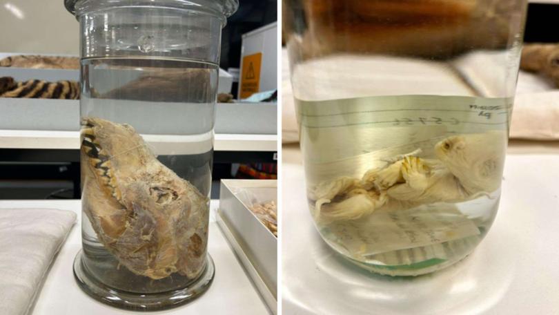 A preserved Tasmanian tiger head (left) and juvenile specimen (right).