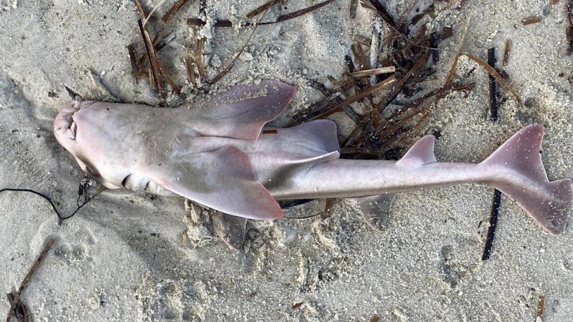 Sharks and other marine life have washed up on the shores. Facebook