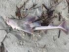 Sharks and other marine life have washed up on the shores. Facebook