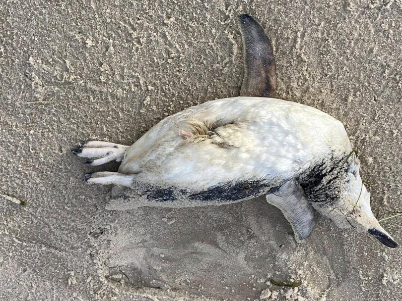 Dead penguins have also been found on the sand. Picture: Facebook