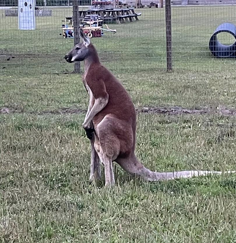 Mr Jack the kangaroo at 5 Star Farm in South Carolina