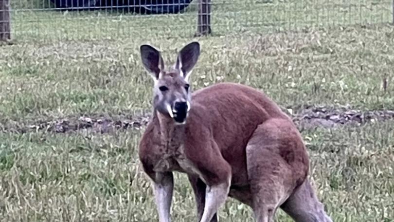 A 52-year-old man has died after a ‘rough-housing’ with kangaroo at a South Carolina petting zoo.