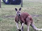 A 52-year-old man has died after a ‘rough-housing’ with kangaroo at a South Carolina petting zoo.