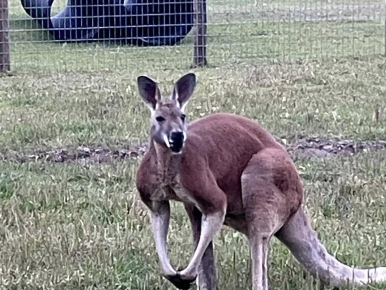 A 52-year-old man has died after a ‘rough-housing’ with kangaroo at a South Carolina petting zoo.