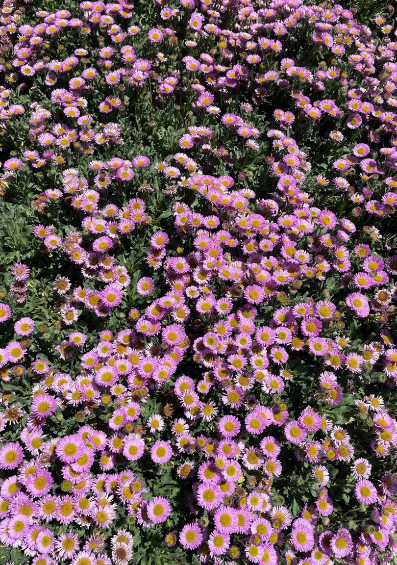 Business is blooming at Oak House.