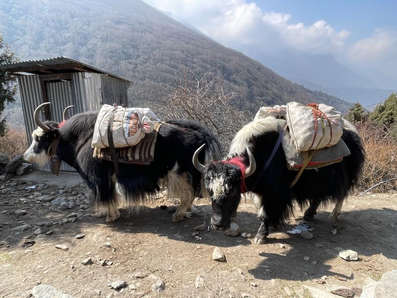 Yaks are a common sight on the 11-day journey, hauling supplies to and from isolated villages scattered throughout the Himalayas in Nepal.