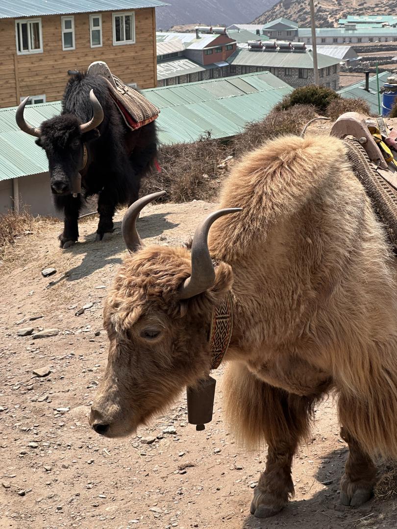 Yaks haul supplies to the isolated villages scattered across the Nepalese Himalayas.