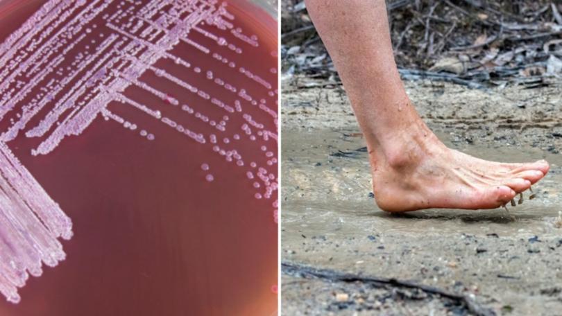 Another man has died with melioidosis in Queensland this week.