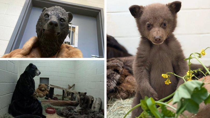 Bizarre footage has surfaced of an orphaned bear cub being cared for by wildlife rescue volunteers in full bear costumes.