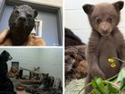 Bizarre footage has surfaced of an orphaned bear cub being cared for by wildlife rescue volunteers in full bear costumes.
